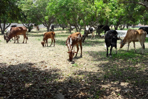 Entrance of Krishimela