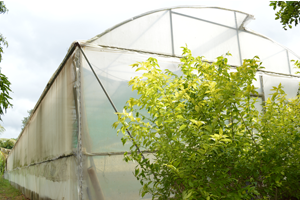 Entrance of Krishimela